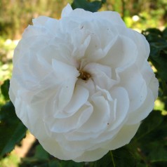 Rose Boule de Neige /...