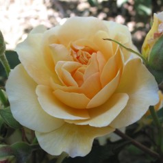 Rose Buff Beauty / Park Rose
