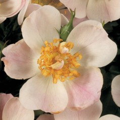 Rose Butterflies - Bunddække roser Towne & Country / Barrods