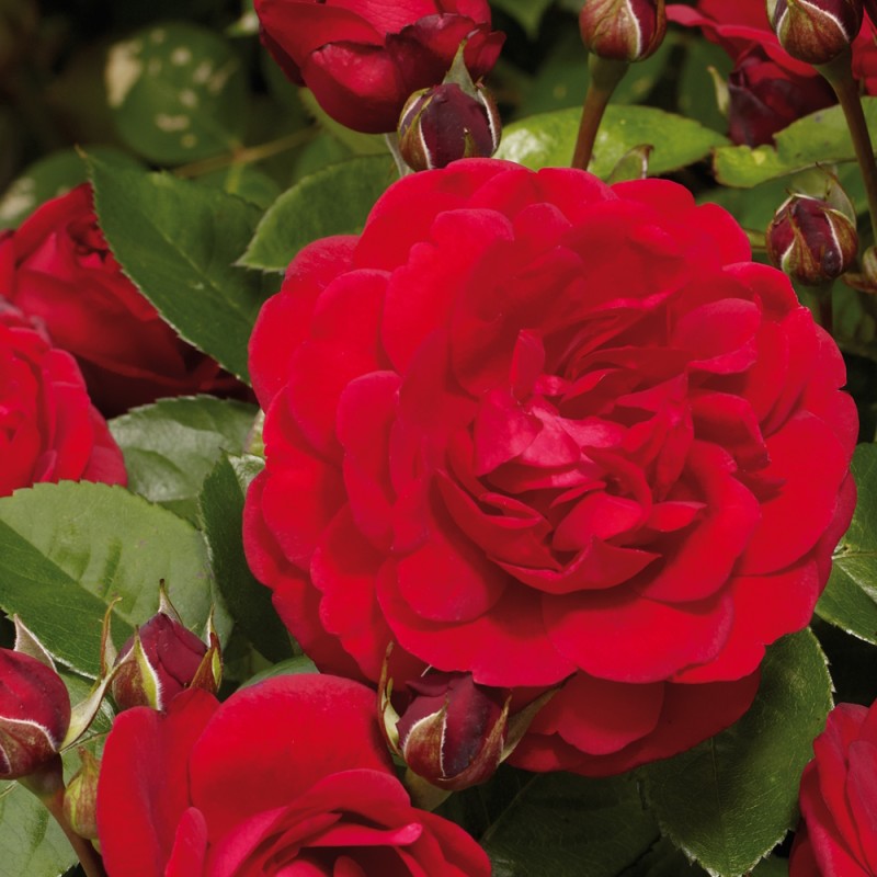 Rose Capricia Renaissance - Renaissance Rose / Barrods
