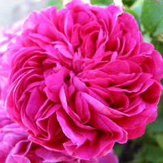 Rose Charles de Mills -...