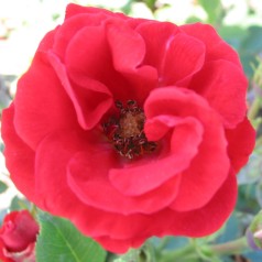 Rose Charming Cover - Bunddække roser Towne & Country