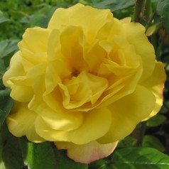 Rose Chinatown - Slyngrose