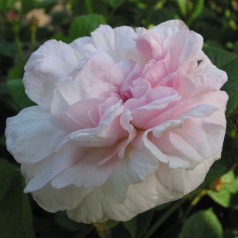 Rose Chloris - Historisk Rose