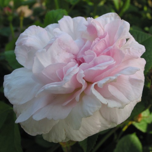 Rose Chloris - Historisk Rose