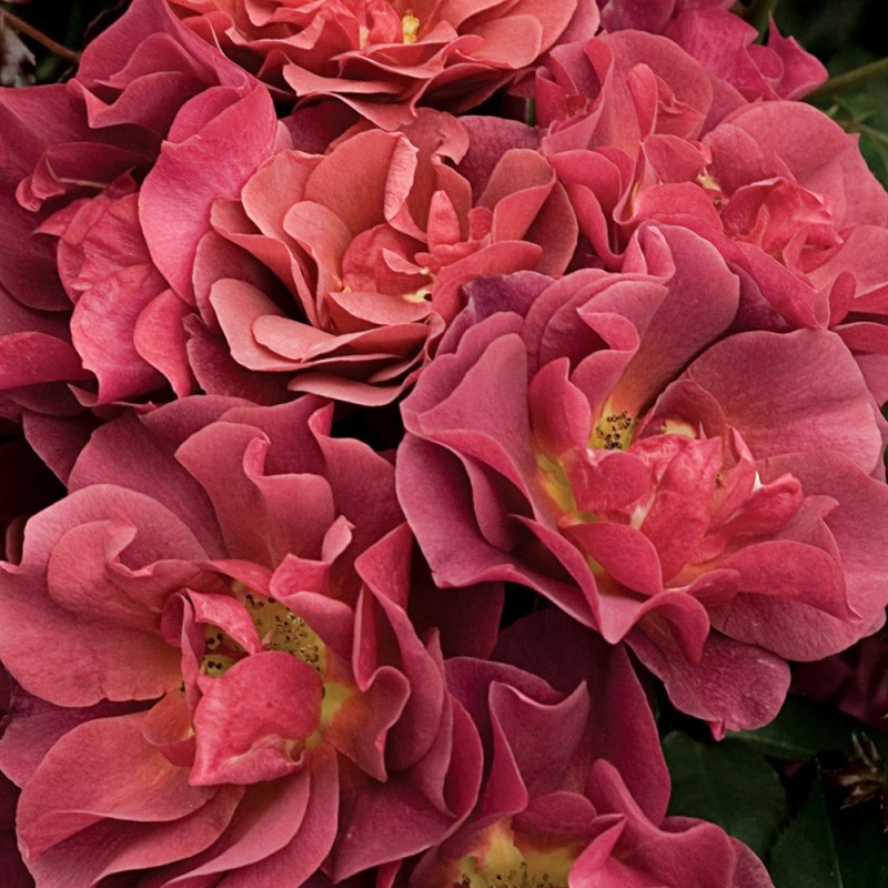 Rose Cinco de Mayo / Buketrose