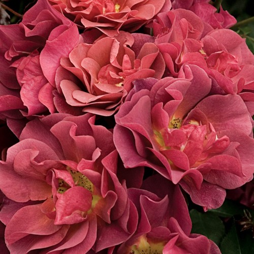 Rose Cinco de Mayo / Buketrose