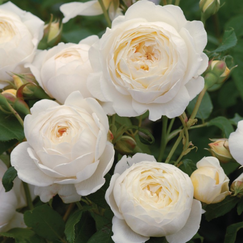 Rose Claire Austin - Engelsk Slyngrose / Barrods