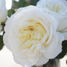 Rose Claus Dalby - Storblomstret Rose