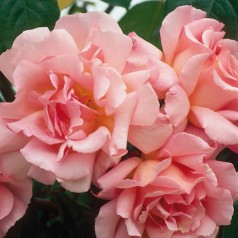 Rose Compassion - Historisk Rose