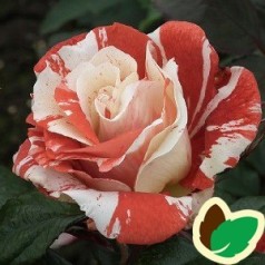 Rose Hanky Panky / Buketrose