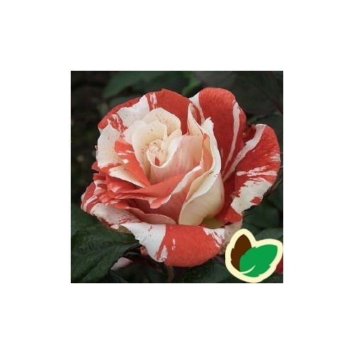 Rose Hanky Panky / Buketrose