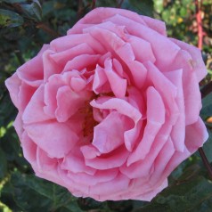 Rose Coral Dawn - Slyngrose