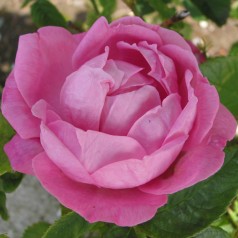 Rose Coupe d´Hebe /...