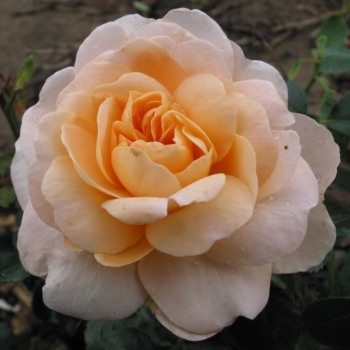 Rose Crystal Palace - Palace Rose / Barrods