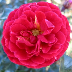 Rose Dacapo - Slyngrose...