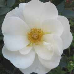 Rose Diamond Border - Bunddække roser Towne & Country