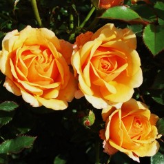 Rose Disco Tango - Slyngrose Courtyard Climber / Barrods