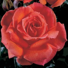 Rose Dronning Ingrid - Storblomstret Rose / Barrods