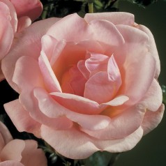 Rose Rosenborg / Slotsrose