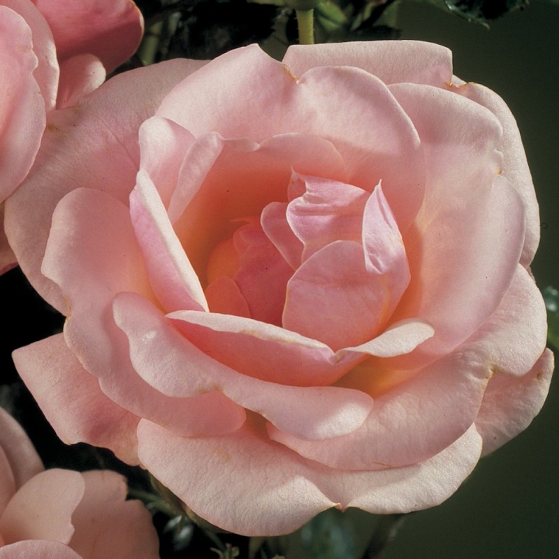 Rose Rosenborg / Slotsrose