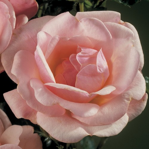 Rose Rosenborg / Slotsrose