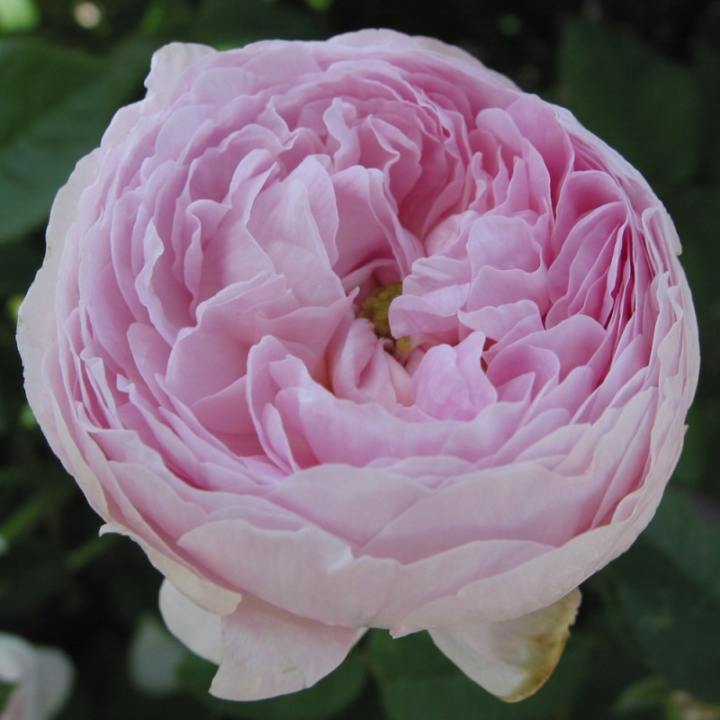 Rose Duchesse de Montebello - Historisk rose