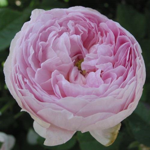 Rose Duchesse de Montebello - Historisk rose