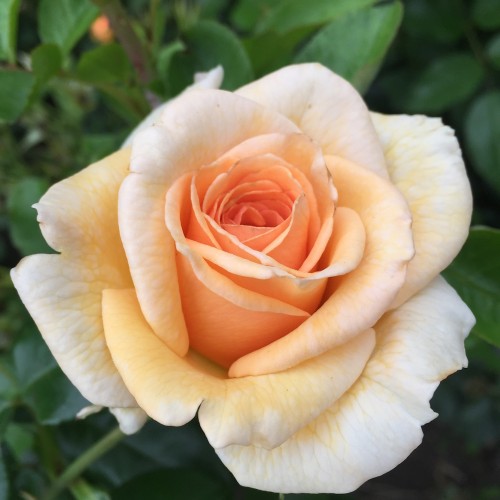 Rose Elin's Rose - Buketrose Plant'n Relax / Barrods