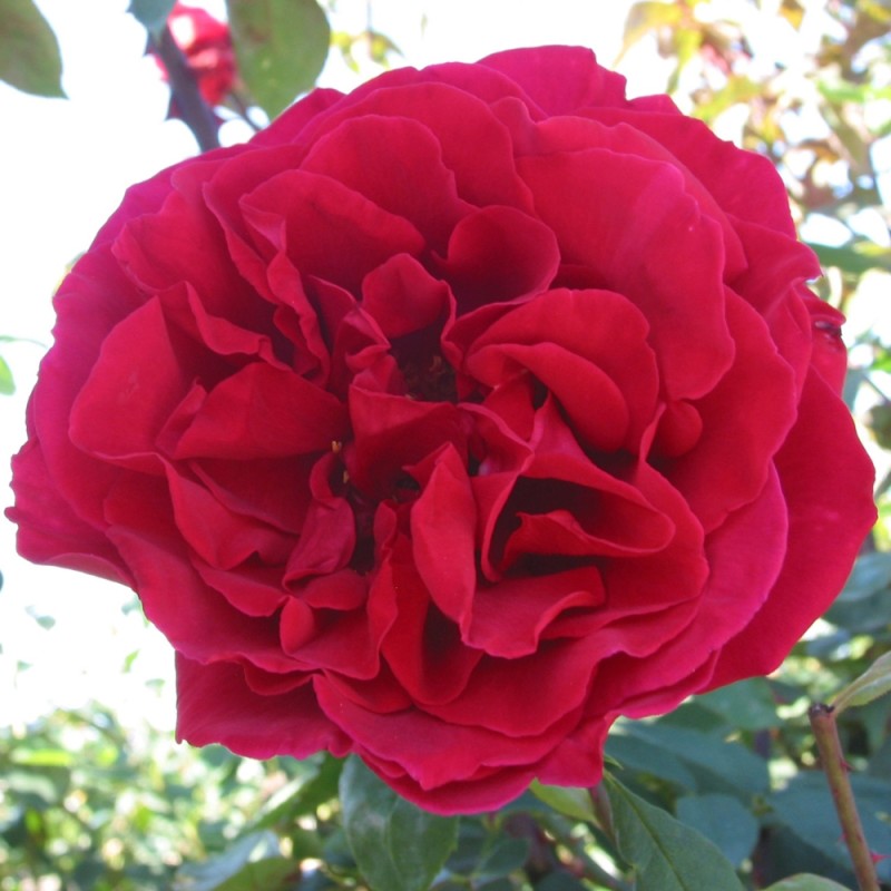 Rose Erotika - Storblomstret rose