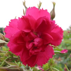 Rose F.J. Grootendorst -...