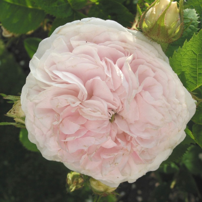 Rose Félicité Parmentier - Historisk Rose