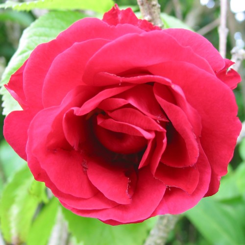 Rose Flammentanz - Slyngrose