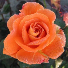 Rose Flora Danica / Storblomstretrose