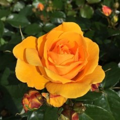 Rose Friendship forever - Buketrose Plant'n Relax