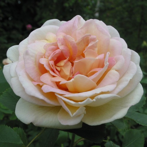 Rose Frühlingsduft - Buskrose