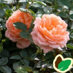 Rose Sweet Dream / Lav Buketrose