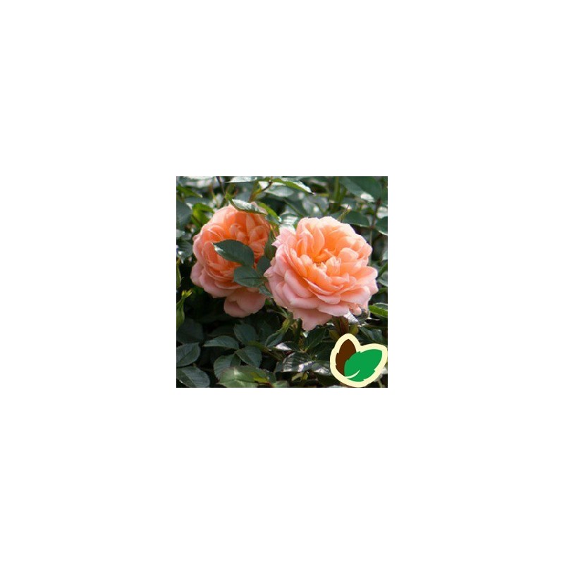 Rose Sweet Dream / Lav Buketrose