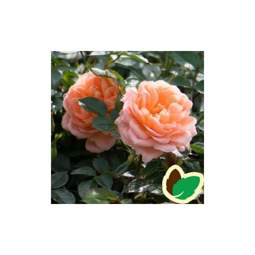 Rose Sweet Dream / Lav Buketrose