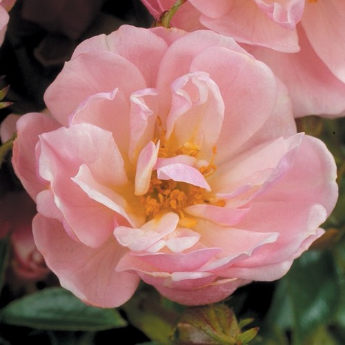 Rose Gentle Cover - Bunddække roser Towne & Country