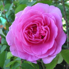 Rose Gertrude Jekyll - Engelsk Rose / Barrods