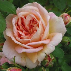 Rose Ghislaine de Feligonde...