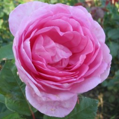 Rose Ghita Renaissance - Renaissance Rose