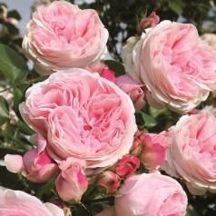 Rose Giardina - Slyngrose