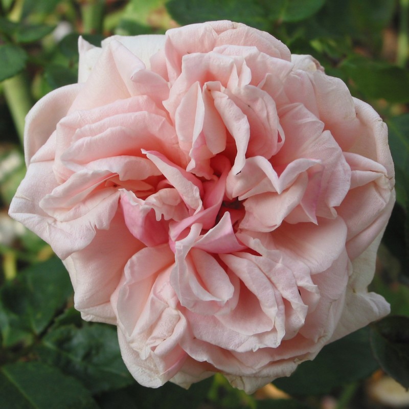 Rose Gloire de Dijon - Busk Rose
