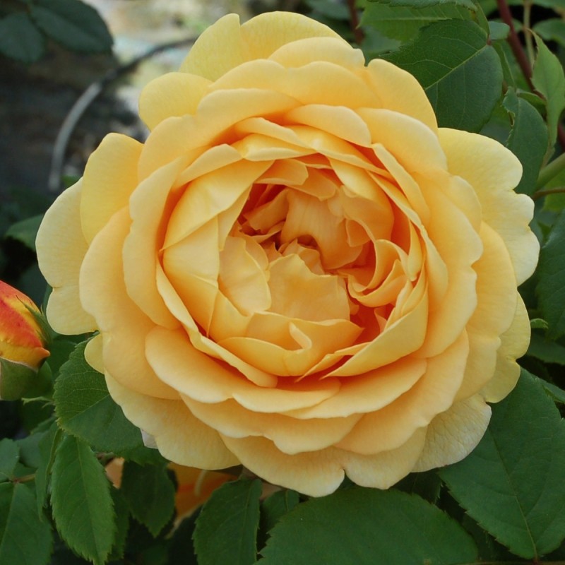 Rose Golden Celebration - Engelsk Rose