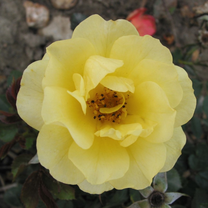 Rose Golden Eye Cover - Bunddække roser Towne & Country