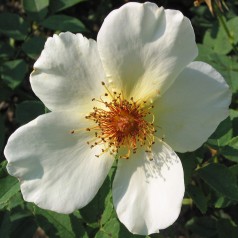 Rose Golden Wings - Busk Rose