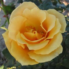 Rose Goldener Olymp - Slyngrose