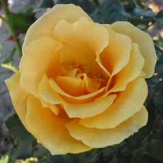 Rose Goldener Olymp - Slyngrose / Barrods